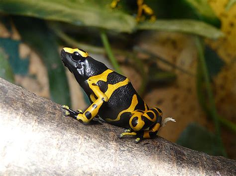 Dendrobates Leucomelas Yellow Banded Poison Dart Frog In Kyiv Zoo