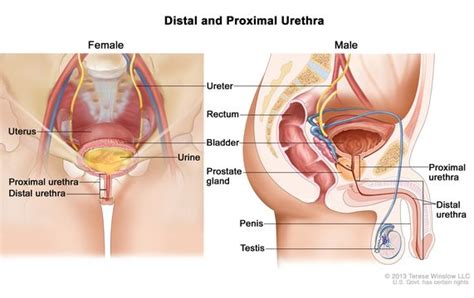 Female Urethra Telegraph