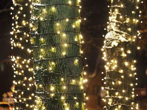 Your christmas tree is finally up, and you've spent the last 45 minutes slinging lights around its branches, taking chances with your rickety old ladder, investigating which broken bulb caused the to help you get it just right this year, we've compiled a guide on how to put lights on a christmas tree. How to Wrap Trees With Outdoor Lights