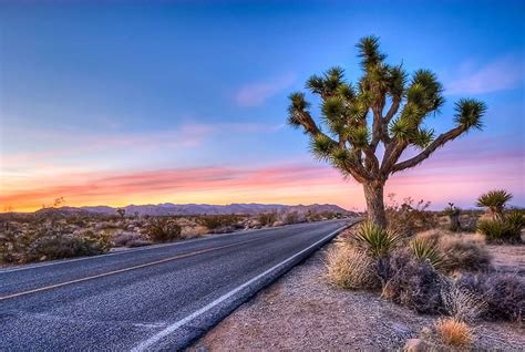 Joshua Tree National Forest Photo By Ben Pelta Heller National Parks