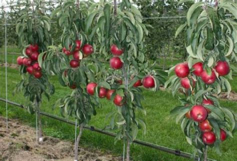 How To Grow Columnar Apple Trees In Your Urban Garden Garden And Happy
