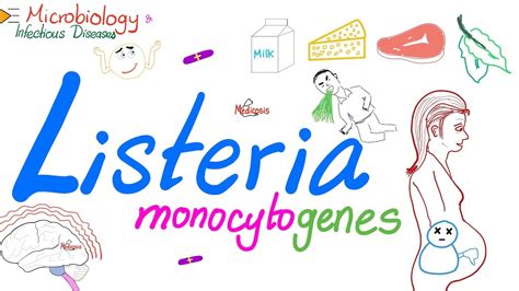 Listeria Monocytogenes Characteristics Microbiology 🧫 And Infectious