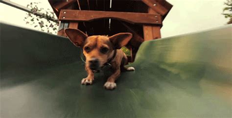 Chihuahua Cool Sunnies 