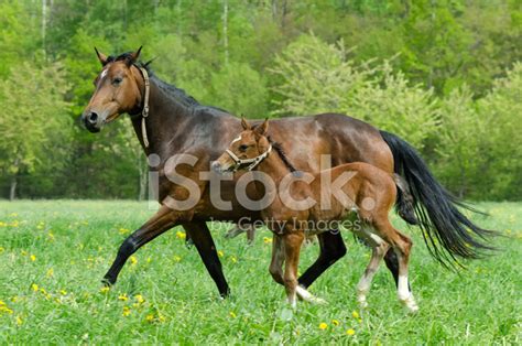 Warmblood Mare And Foal In Gallop Stock Photo Royalty Free Freeimages