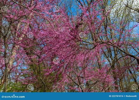 Redbud Trees In Bloom Stock Photo Image Of Bloom Early 222781816
