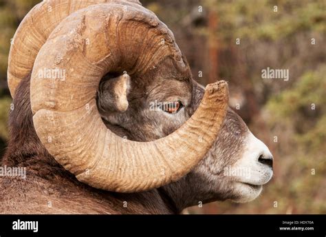 Rocky Mountain Bighorn Sheep Ram Portrait Stock Photo Alamy