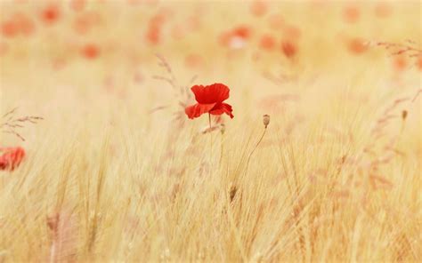 Wallpaper X Px Nature Poppies Red Flowers X