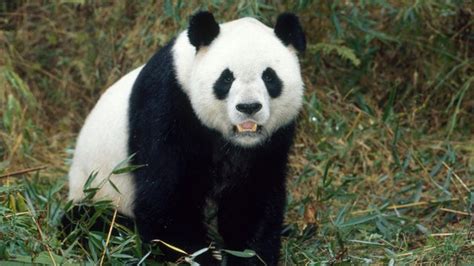 Two Giant Pandas Released Into The Wild Cbbc Newsround