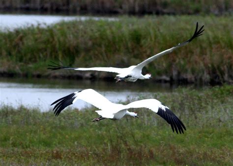 Whooping Crane Pair Flying In Aransas A Photo On Flickriver