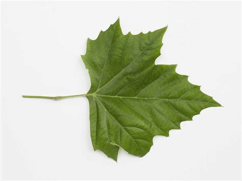 Identifying The Common American Sycamore