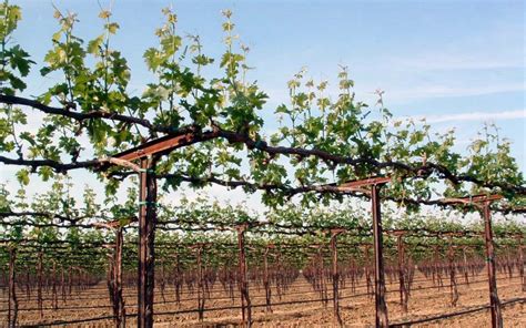 Vineyard Design And Management For Maximum Efficiency Lodi Growers