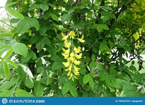 Closeup Of Panicle Of Yellow Flowers Of Laburnum Anagyroides In May