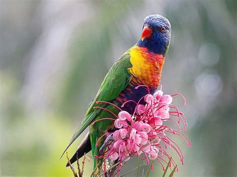 Birds Animal Rainbow Lorikeet Hd Wallpaper Peakpx