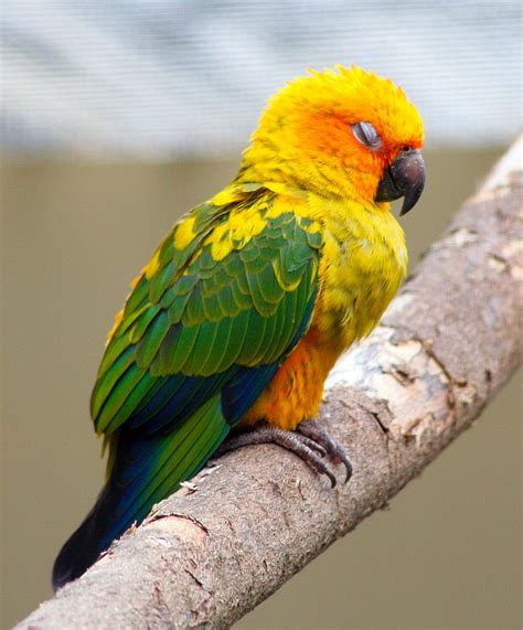 Sun Conure Facts Behavior As Pets Care Feeding Pictures