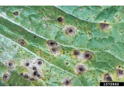 • pesticide application notes 1.2 it is important to prevent the establishment of early primary infections. 29 best Plant diseases images on Pinterest | Plant ...