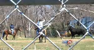 Cowboy Animal Control Lasso Escaped Bull In Texas City Streets Daily