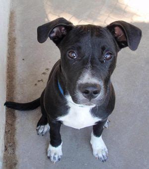 Maybe you would like to learn more about one of these? Flirt - puppy at Pasco County Humane Society | Black ...