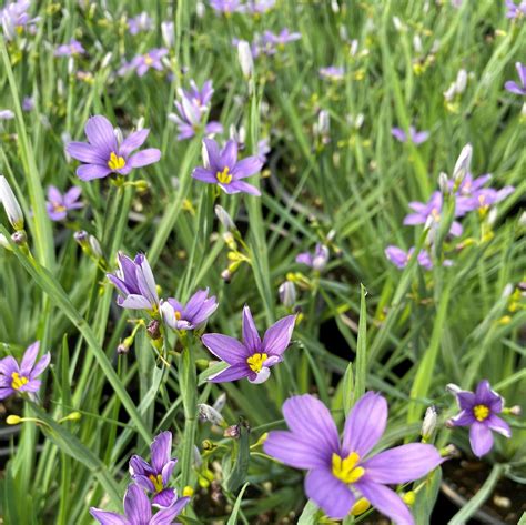 sisyrinchium ‘lucerne blue eyed grass cavano s perennials
