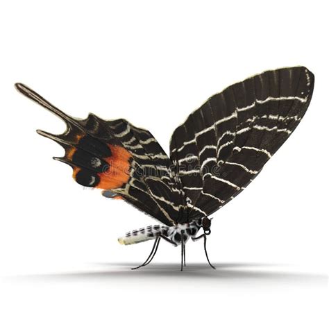 Farfalla Swallowtail Machaon Di Papilio Illustrazione Vettoriale