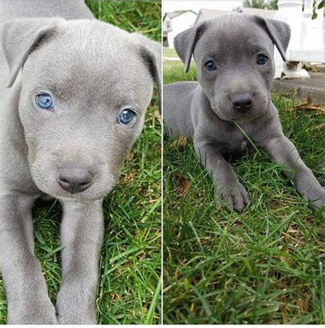 Select your pitbull puppy and contact us. Our new 8week old pitbull puppy, Winston! : aww