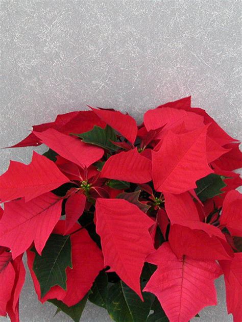 Red Elf 2004 Height Control Poinsettia Cultivation Commercial Floriculture Environmental