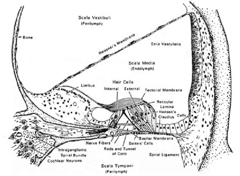 4 Cross Section Of A Single Turn Of The Cochlea Reproduced From