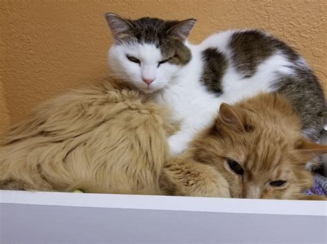Two Cats Who Lived Rough Lives, Find Each Other at Shelter, Something