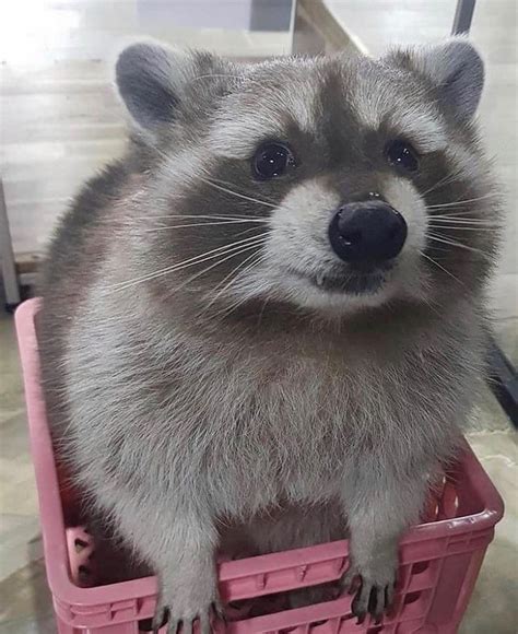 So Polite 🥺 Pet Raccoon Raccoon Funny Cute Raccoon