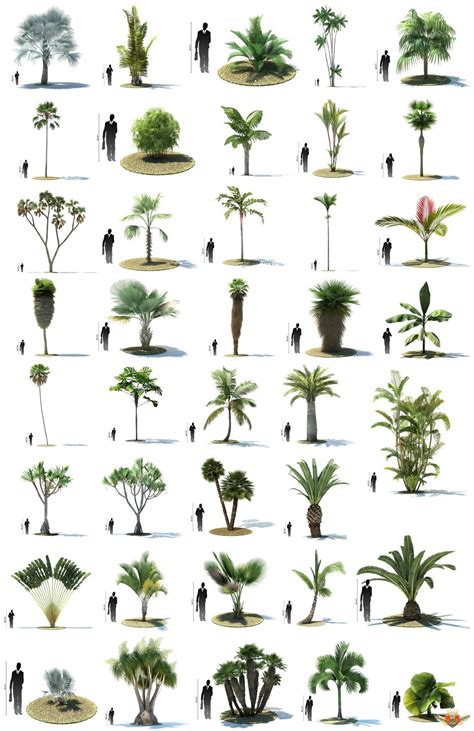 Palm trees are a botanical family of perennial lianas, shrubs, and trees. Free 3D models of tree