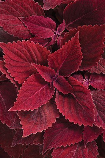 A Guide To Growing Coleus Plants Care And Varieties Garden Design