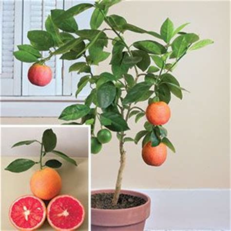 Check spelling or type a new query. 17 Best images about Dwarf Fruit Trees on Pinterest ...