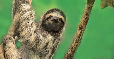 Download Funny Sloth Pictures 1714 X 900