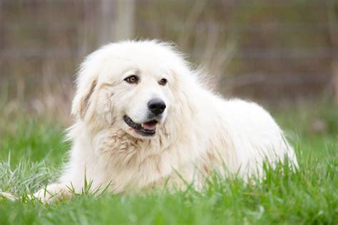 Great Pyrenees Dog The Ultimate Breed Information Pets Nurturing