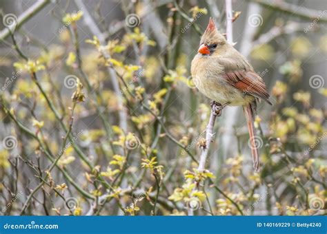 A Female Cardinal Sits On A Branch Stock Image Image Of Backyard