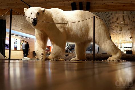 Polar Bear Svalbard Museum Longyearbyen Svalbard Norway Worldwide