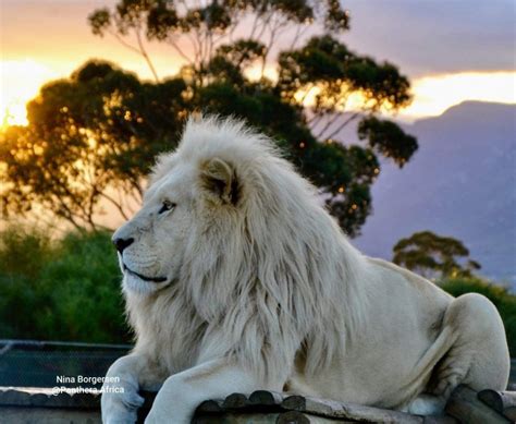 The Mythical White Lions Of South Africa Wisdom From North
