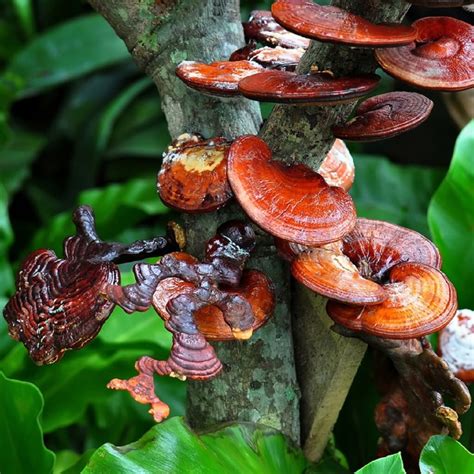 Red Reishi Mushroom Ganoderma Lucidum Lingzhi 13 Surprising Health