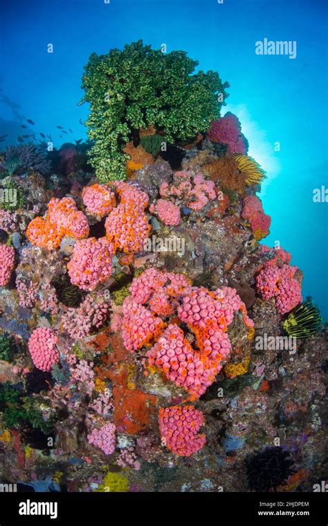 Orange Cup Coral Tubastraea Coccinea Underwater Green Tree Coral