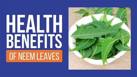Neem Leaf Health Benefits And Uses 2019 Youtube
