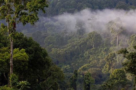 Ethiopia To Restore Over 20 Million Ha Of Forest Landscape Embassy Of