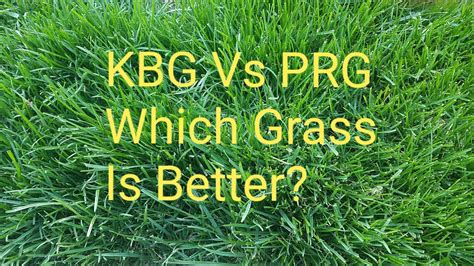 Side By Side Comparison Of Kbg Vs Prg Grass Kentucky Blue Grass Vs