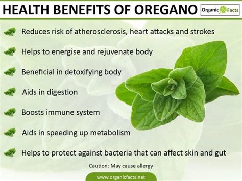 Health Benefits Of Oregano Nikki Kuban Minton