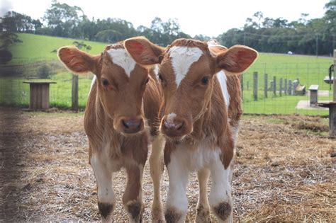 Contact Guernsey Cattle Society Of Australia