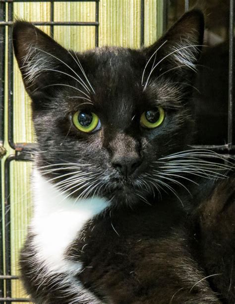 Adopt 5 415 Charming On Petfinder Animal Shelter Shirt Cat
