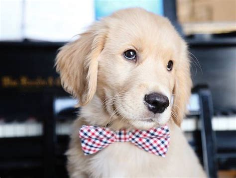 Find golden retriever puppies and breeders in your area and helpful golden retriever information. Red Golden Retriever Puppies Nevada