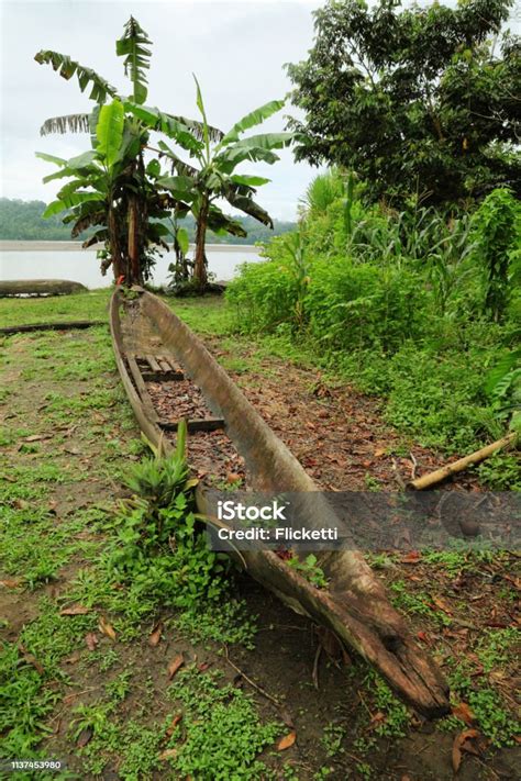 Native Canoe Of Amazon Tribes Stock Photo Download Image Now Amazon