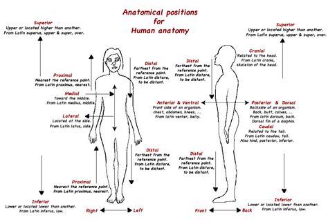 Anatomical Directions