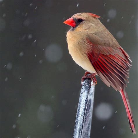 Female Cardinal Cardinal Bird Photo Stock Images Free