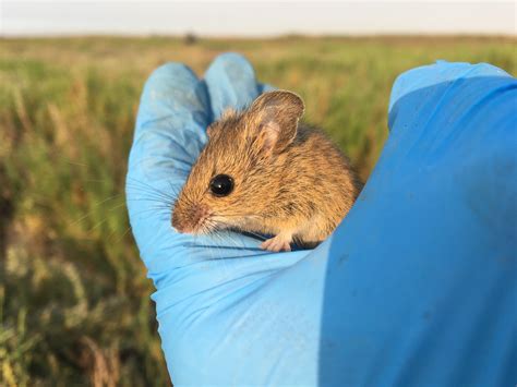 Juvenile Salt Marsh Harvest Mouse Reithrodontomys Raviventris Us