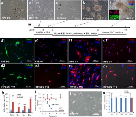 Mouse Rpe Cell Sphere Induced Rejuvenation And Reprogramming A Mouse